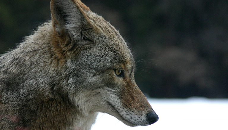 Wife Tricks Husband Into Thinking She Adopted A Coyote